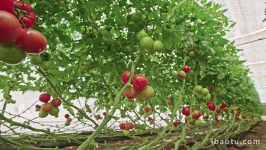 温室里培育的番茄